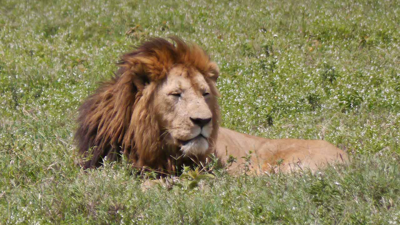 Lake Manyara Nationalpark