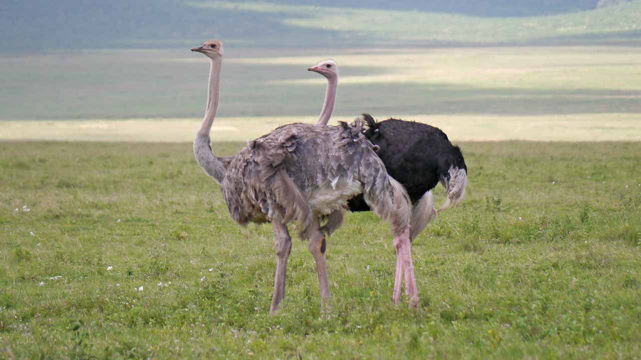 Walking Safari