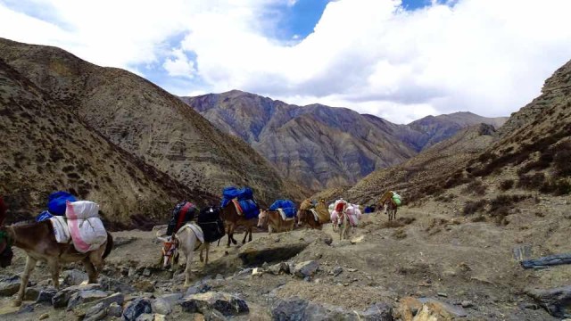 Jyanta-La-High-Camp-4850m Jyanta-La-High-Camp-4850m