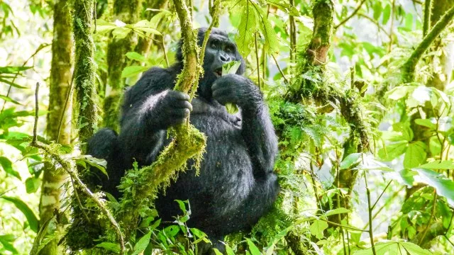 uganda-ruwenzori-berg-gorillas