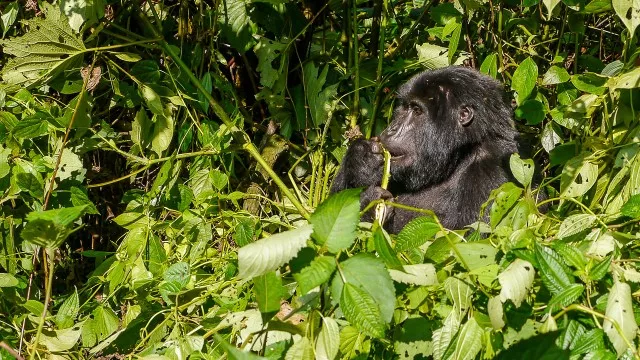 uganda-ruwenzori-trek