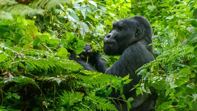 uganda-ruwenzori-trek