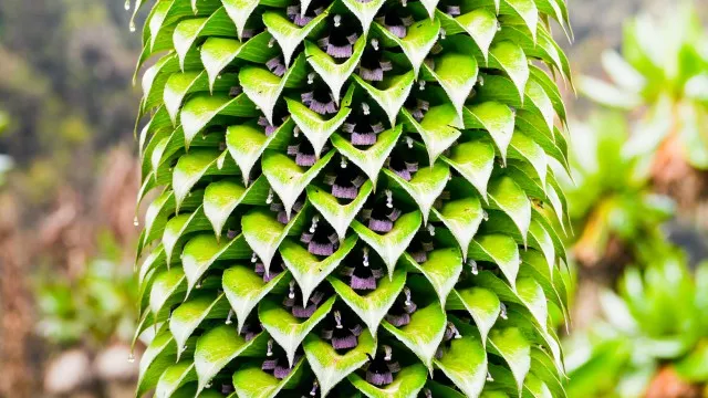 uganda-ruwenzori-berg