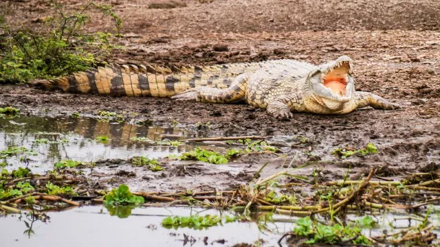 uganda-safari-gorilla