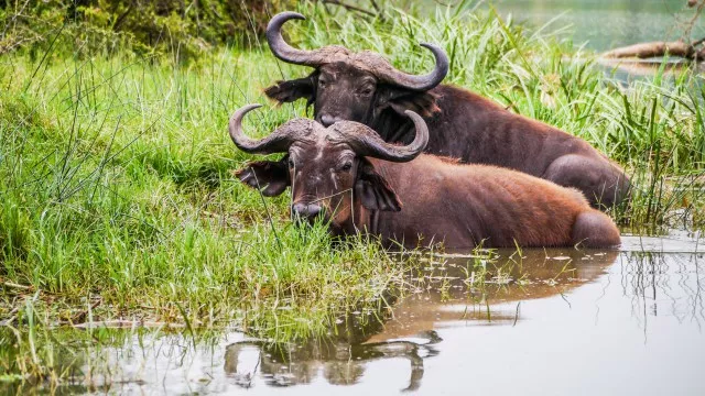 uganda-safari-gorilla