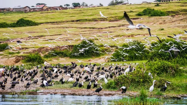 uganda-safari-gorilla