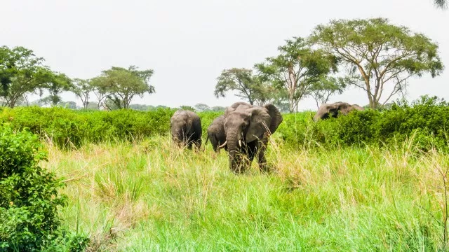uganda-safari-gorilla