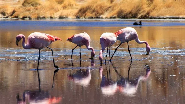 peru-bolivien-trek-kultur