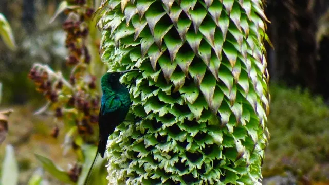 mount-kenya-besteigung